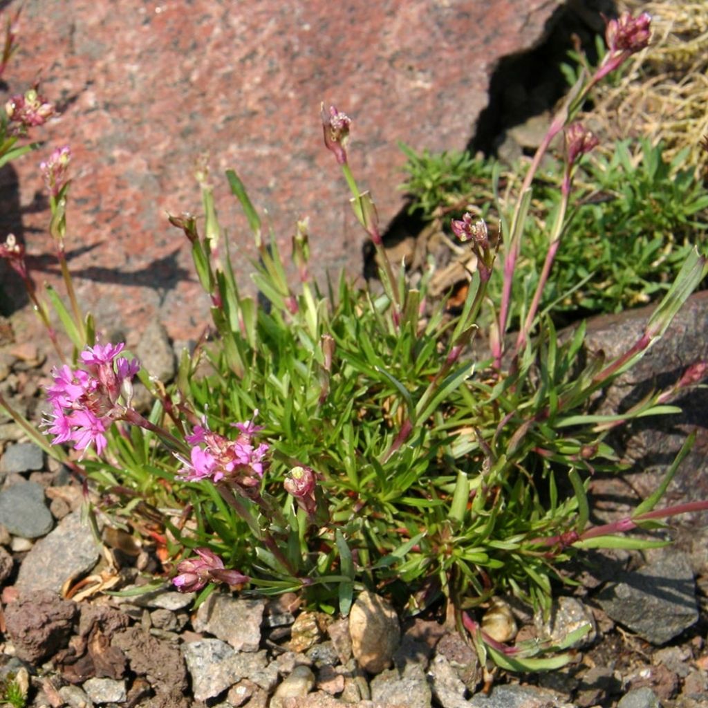 Lychnis alpina - Lychnis des Alpes - Silene suecica - Viscaria alpina