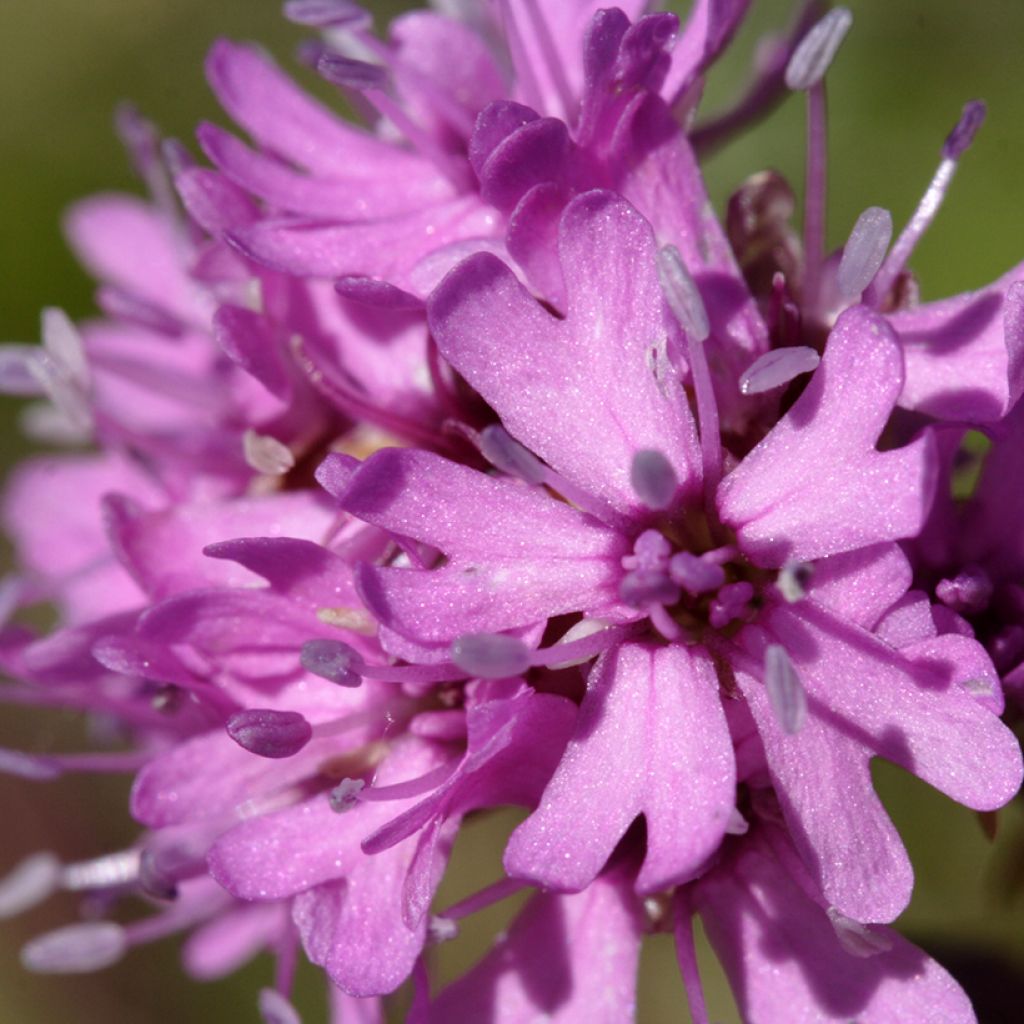 Lychnis alpina - Lychnis des Alpes - Silene suecica - Viscaria alpina