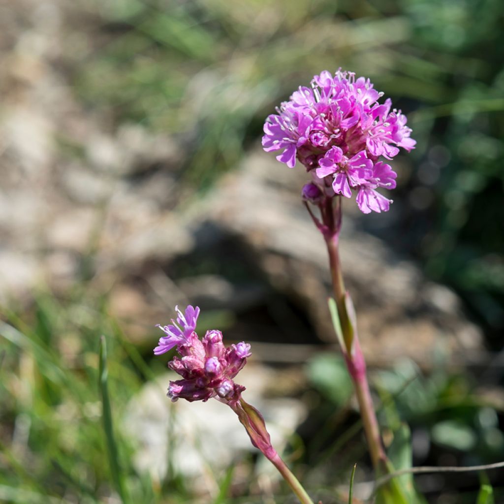 Lychnis alpina - Lychnis des Alpes - Silene suecica - Viscaria alpina