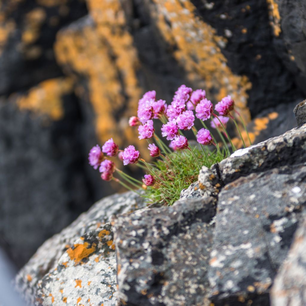 Lychnis alpina - Lychnis des Alpes - Silene suecica - Viscaria alpina