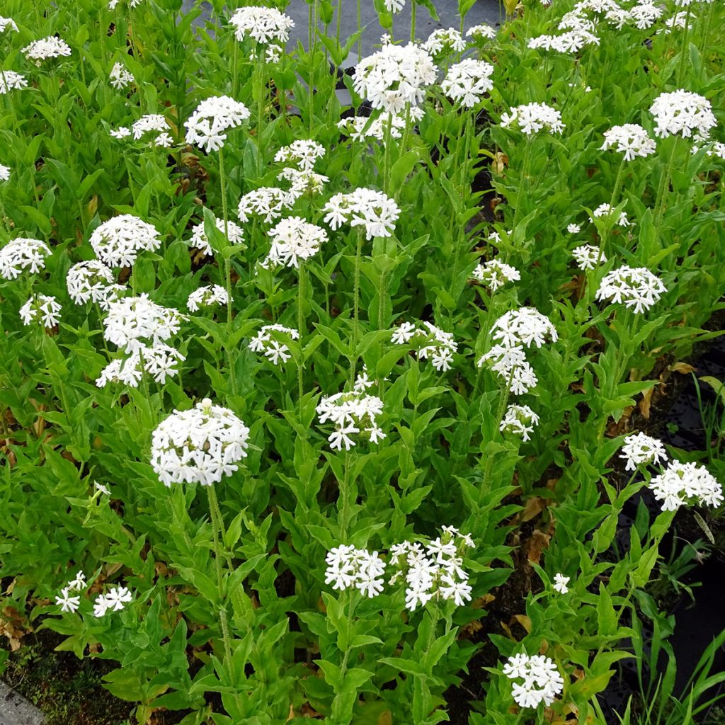 Lychnis chalcedonica Alba - Croix de Jérusalem blanche