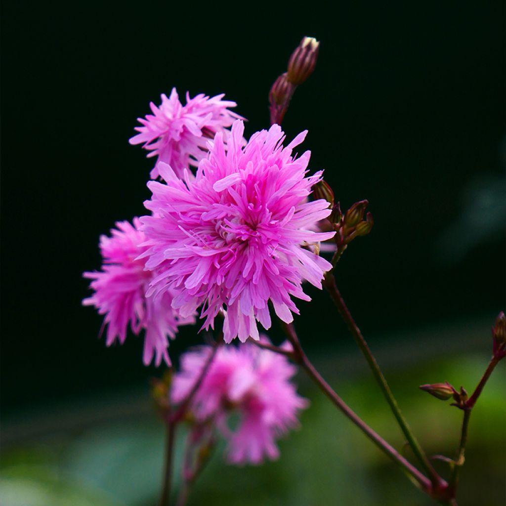 Lychnis flos cuculi Petite Jenny - Oeillet des prés