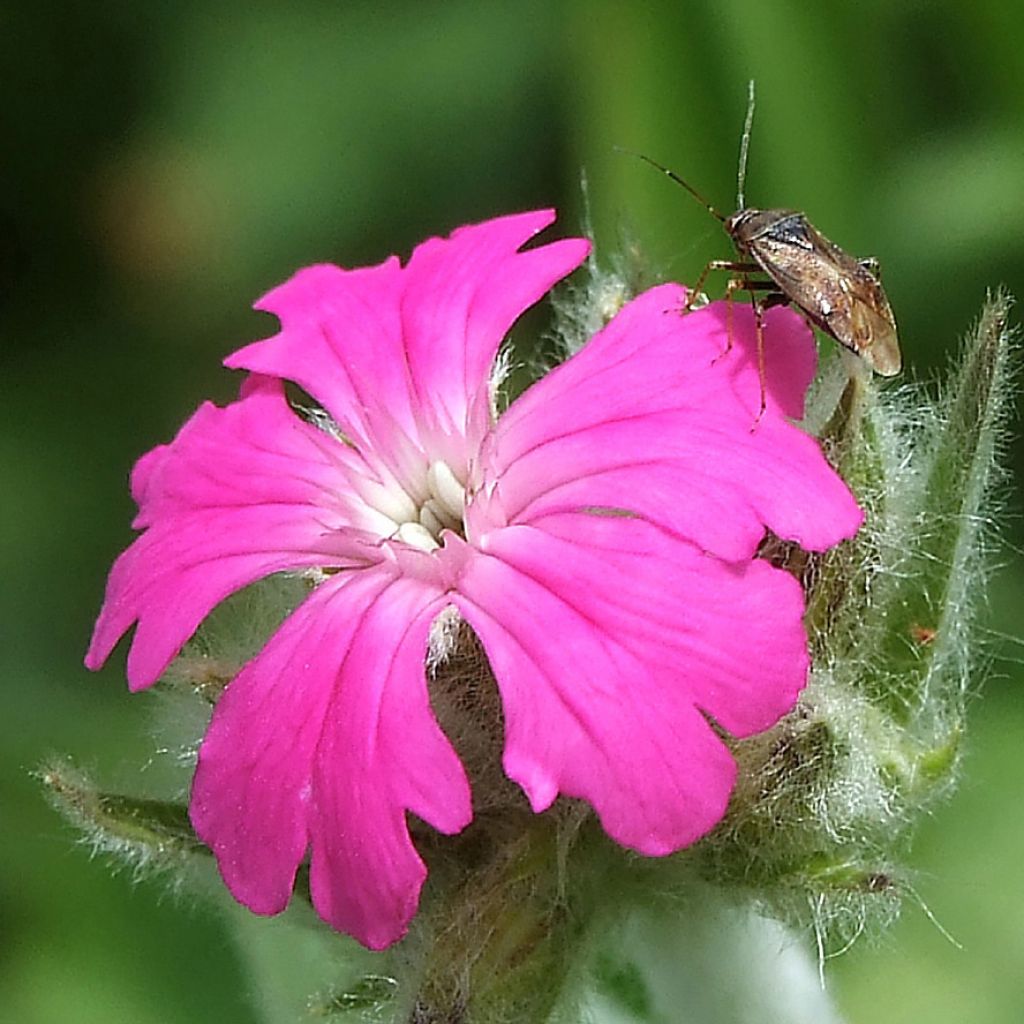 Lychnis flos-jovis Peggy, Croix de Jérusalem