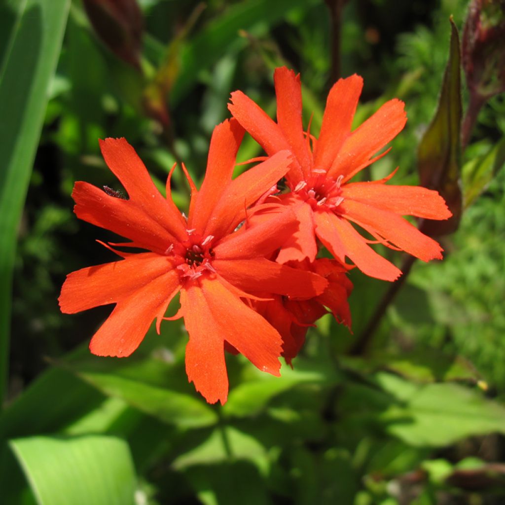 Lychnis haageana Molten Lava