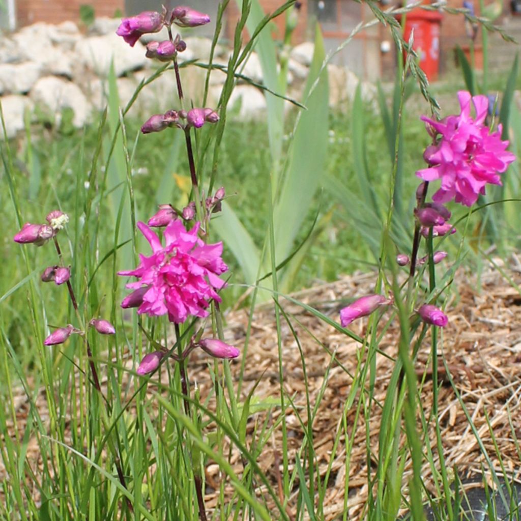 Lychnis viscaria Plena - Attrape-mouches à fleurs doubles