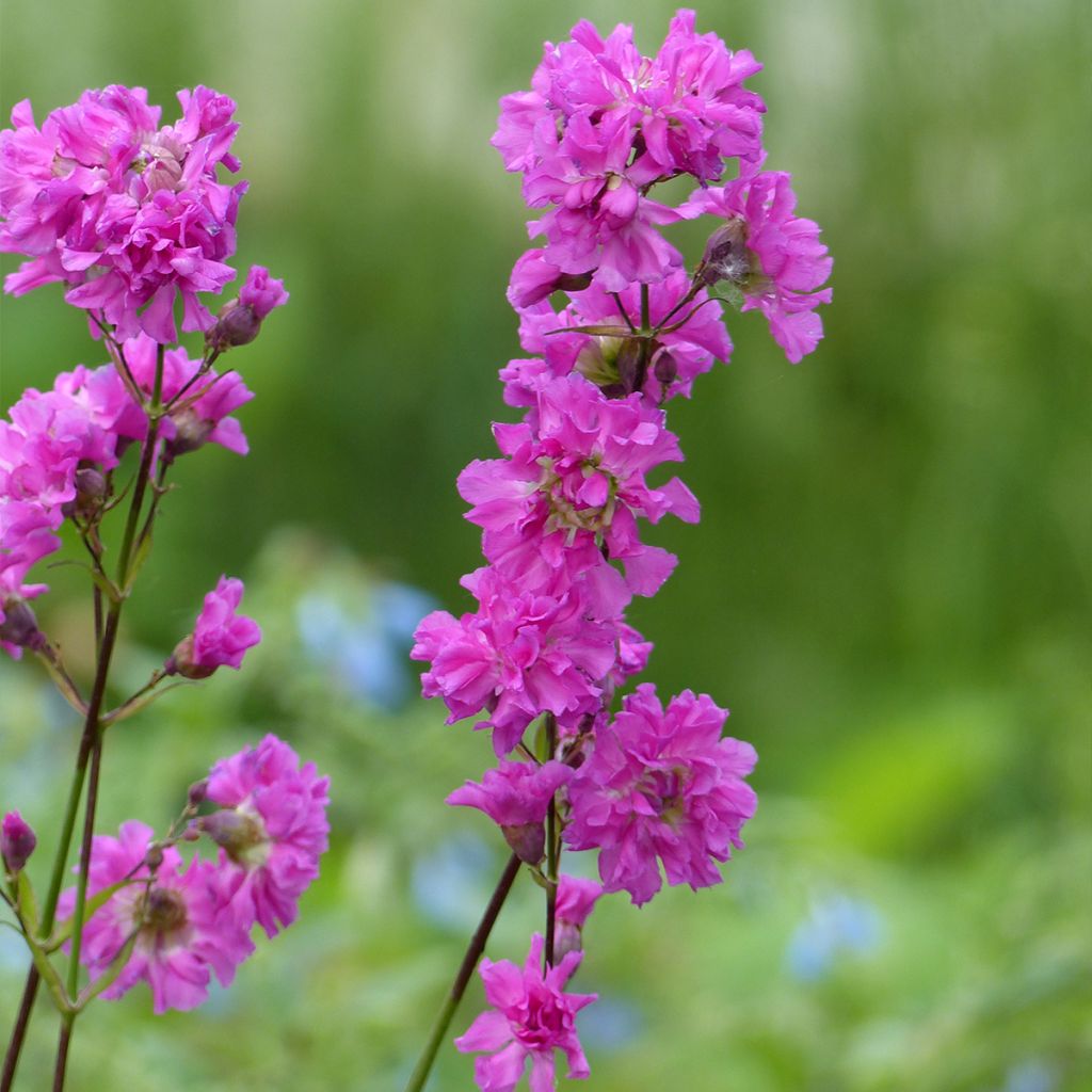 Lychnis viscaria Plena - Attrape-mouches à fleurs doubles