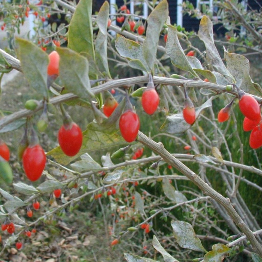 Baies de Goji - reine des graines