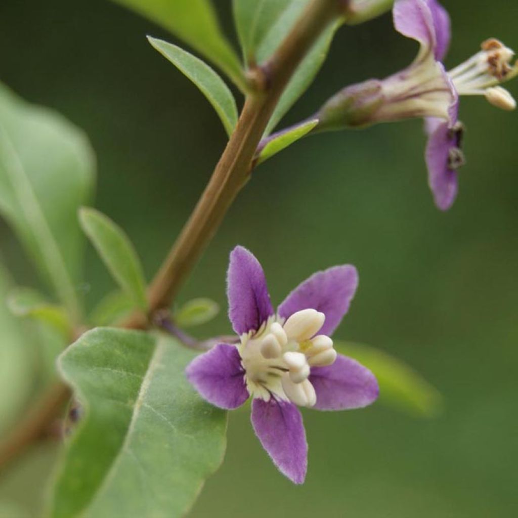 Goji - Lycium barbarum