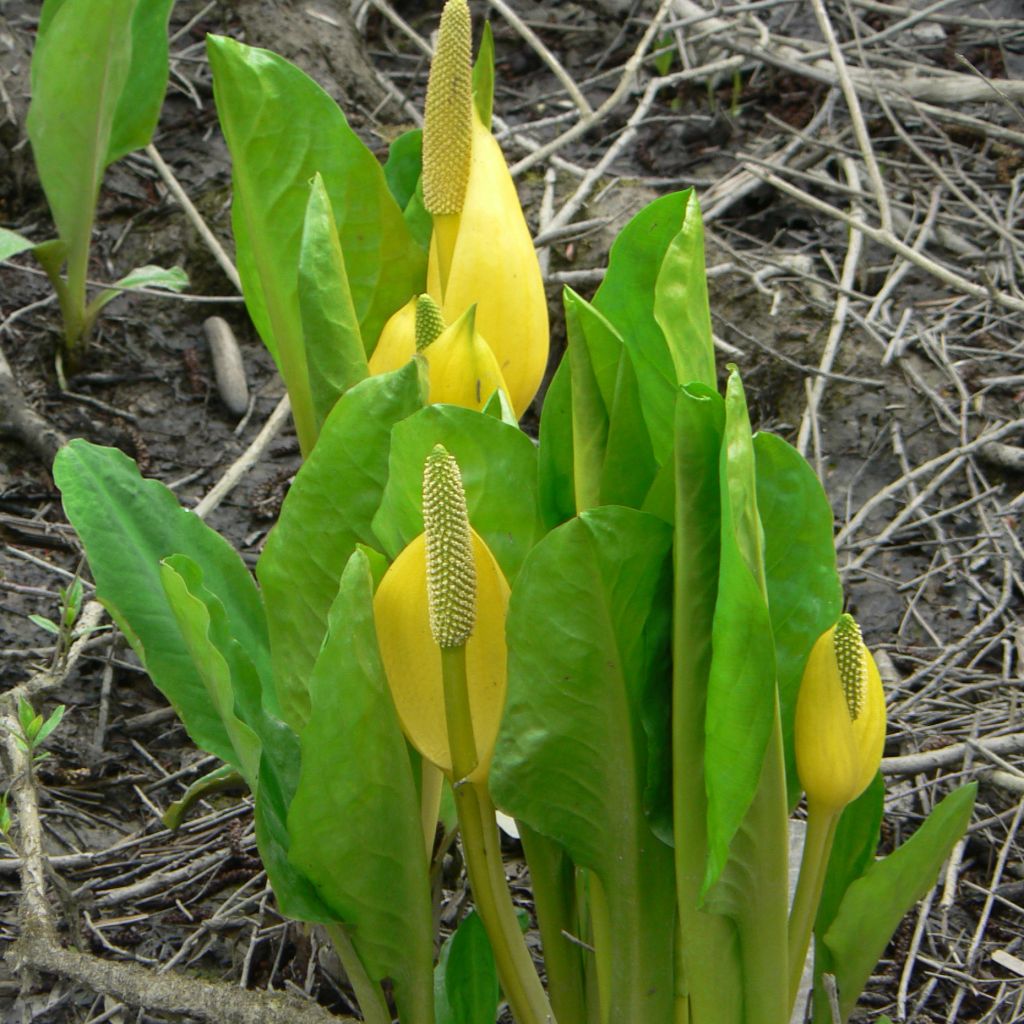 Lysichiton americanus - Arum bananier jaune