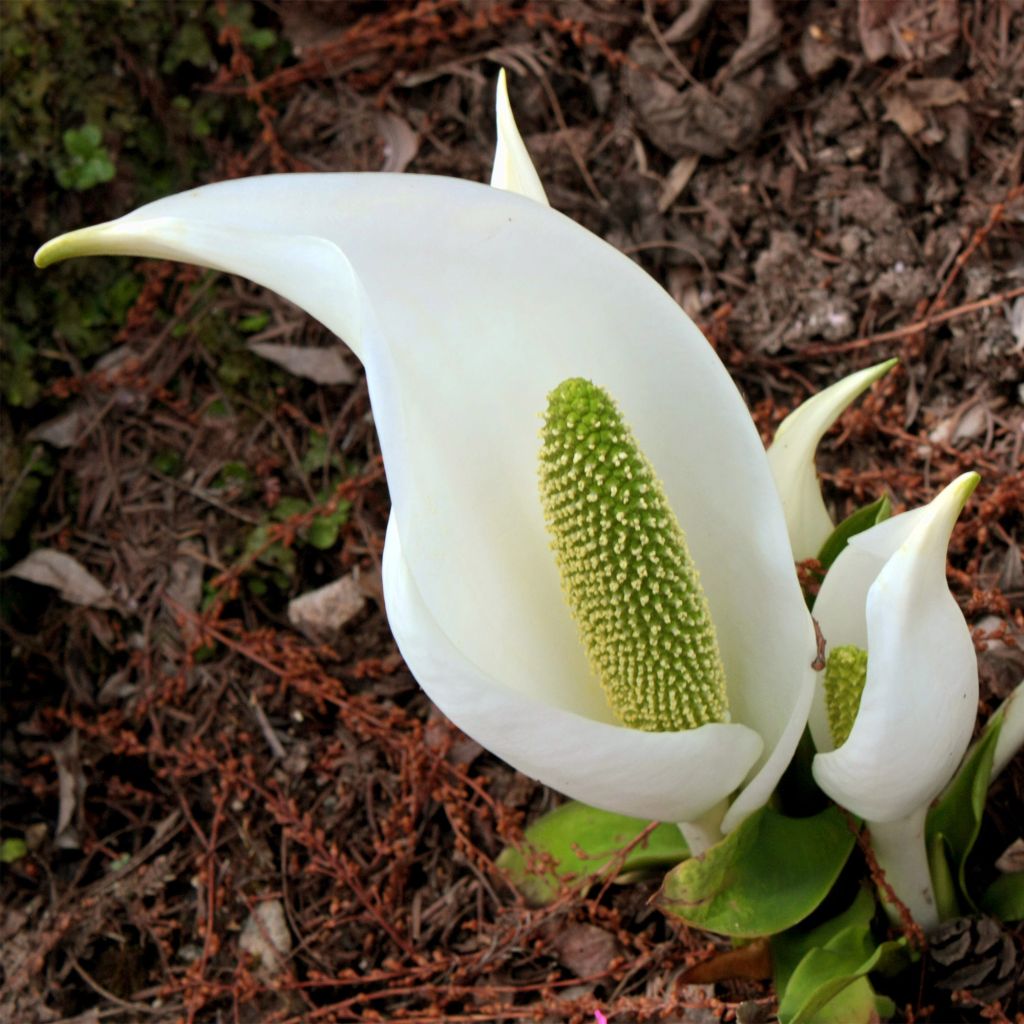 Lysichiton camtschatcensis - Arum bananier blanc