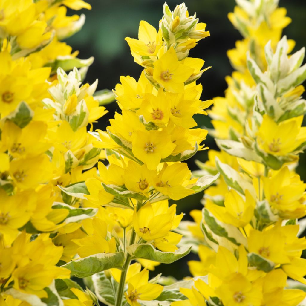 Lysimachia punctata Variegata - Lysimaque ponctuée