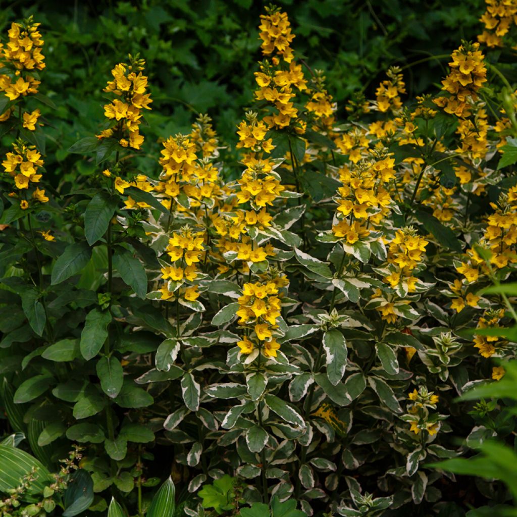 Lysimachia punctata Variegata - Lysimaque ponctuée