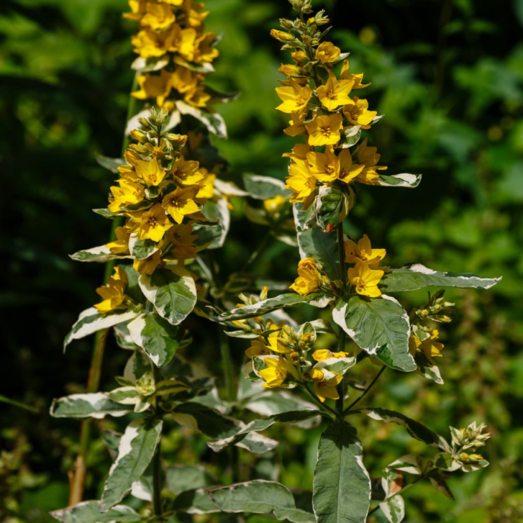 Lysimachia punctata Variegata - Lysimaque ponctuée