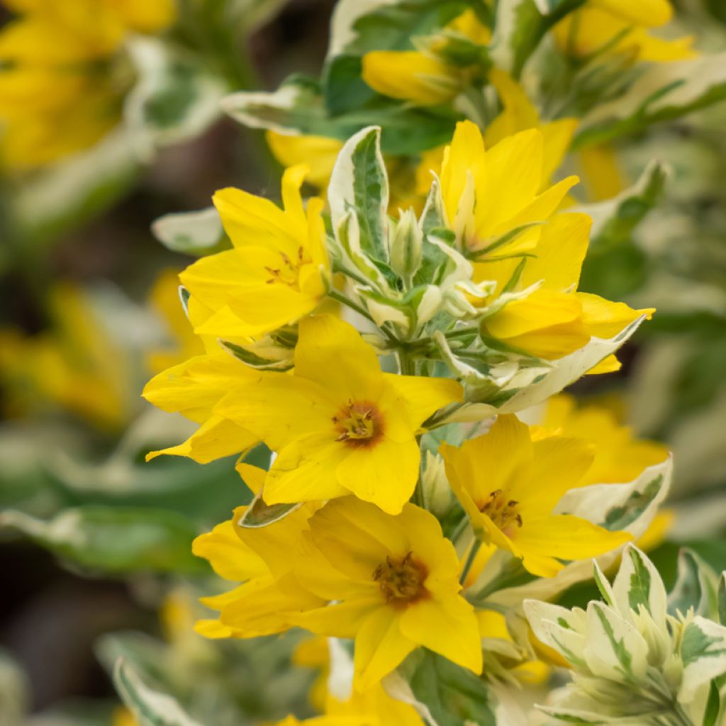 Lysimachia punctata Variegata - Lysimaque ponctuée