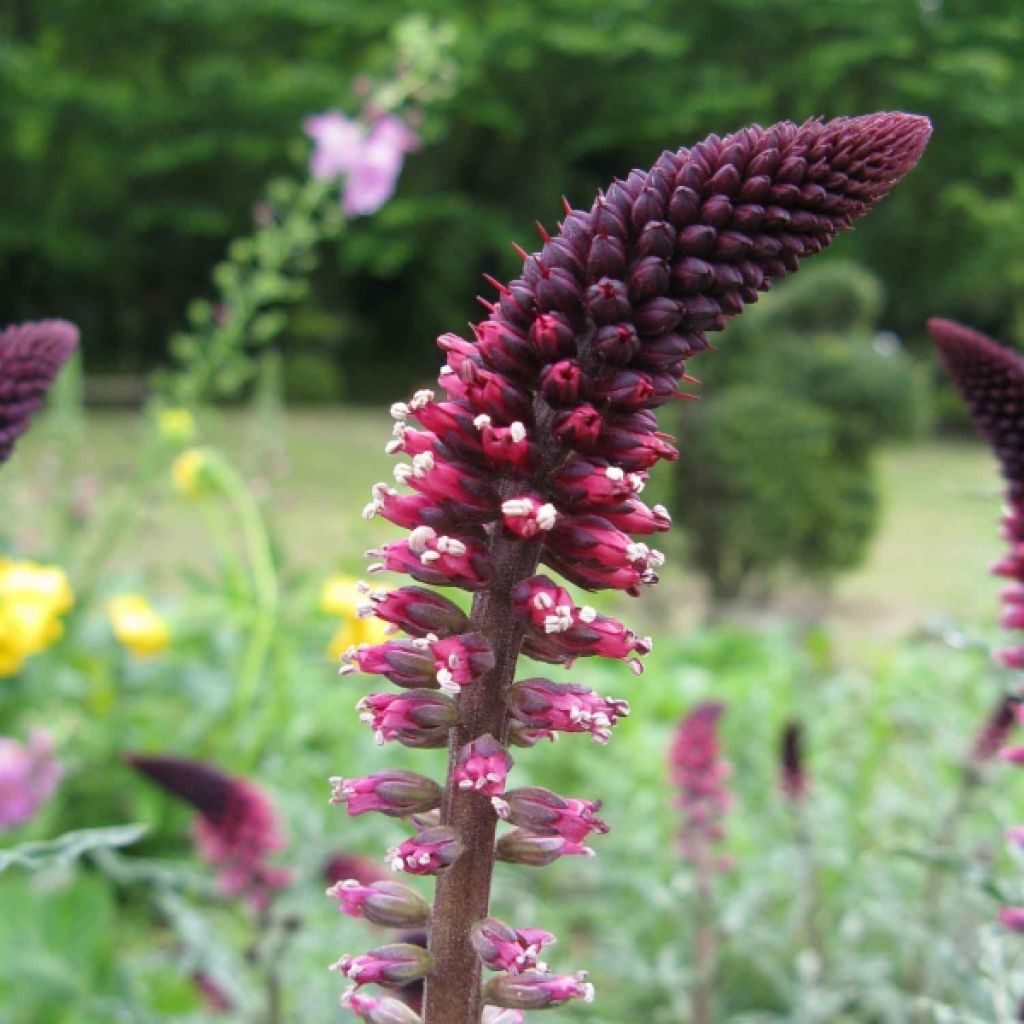 Lysimaque pourpre - Lysimachia atropurpurea Beaujolais