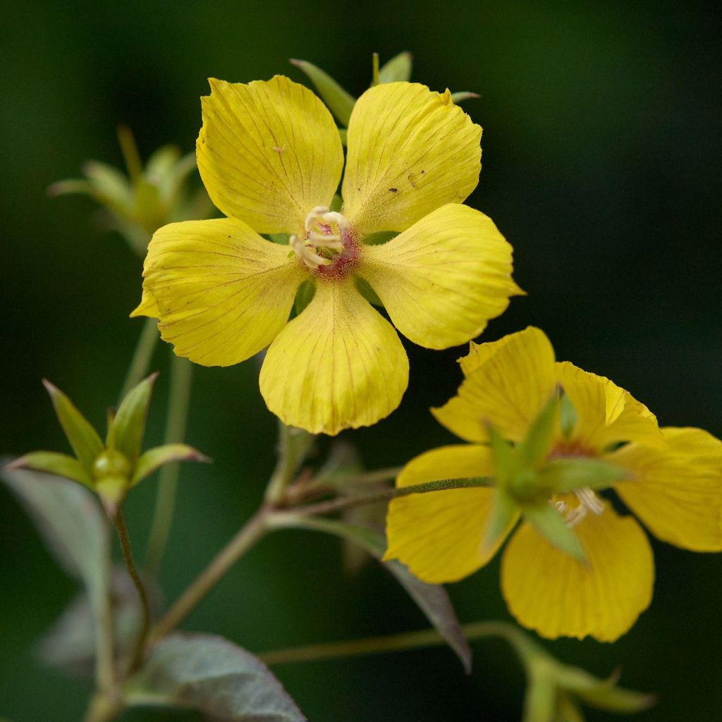 Lysimachia ciliata Fire Cracker - Lysimaque ciliée pourpre