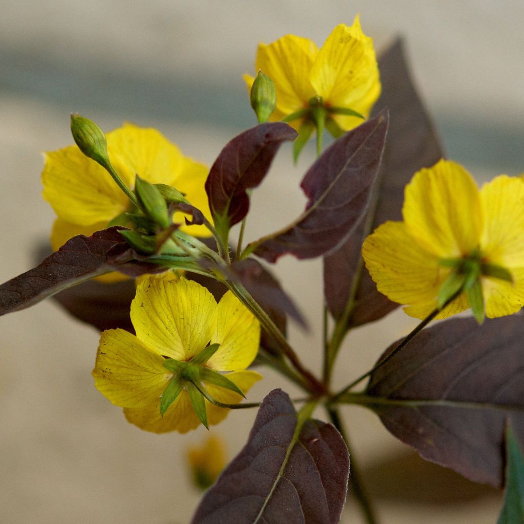 Lysimachia ciliata Fire Cracker - Lysimaque ciliée pourpre