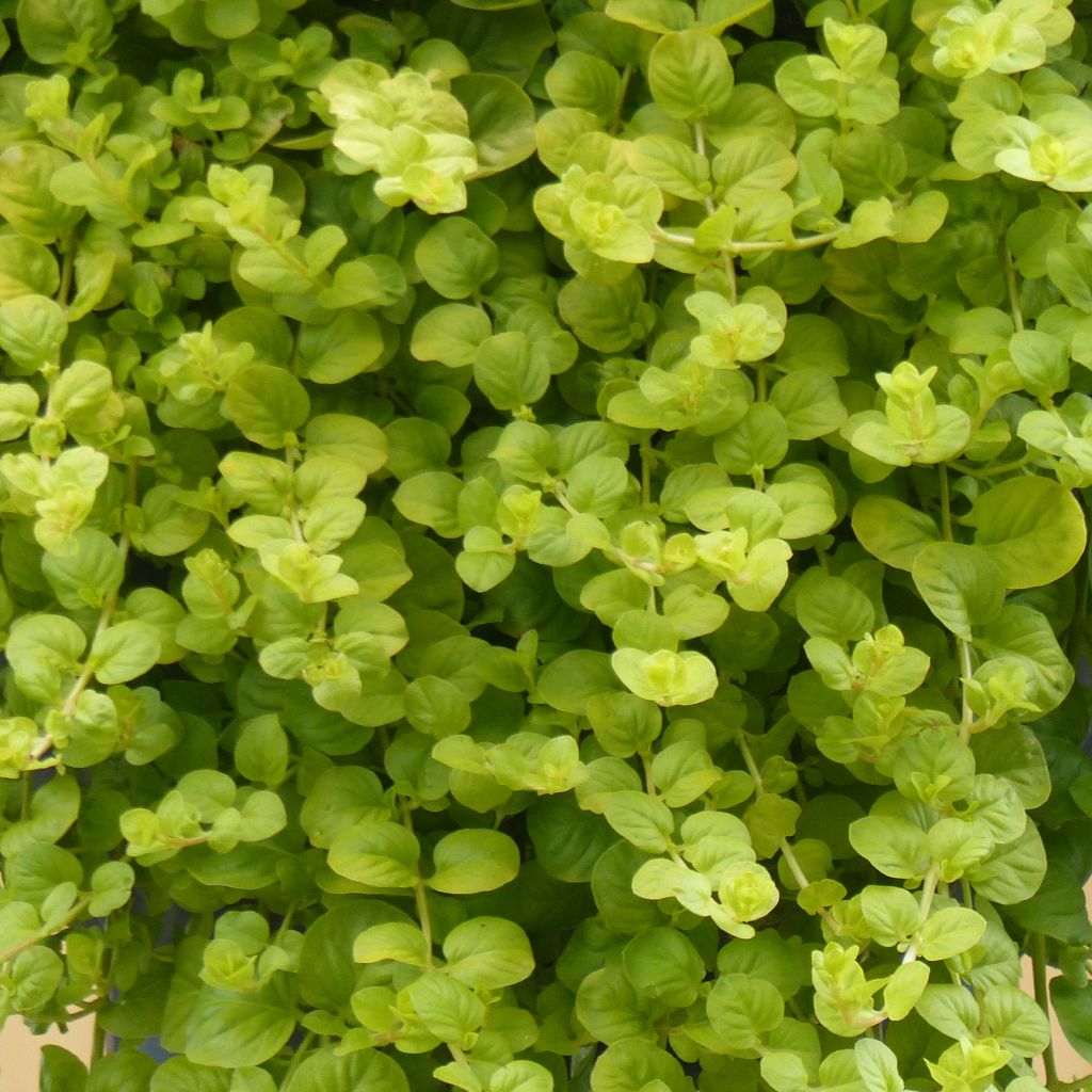 Lysimachia nummularia Goldilocks - Herbe aux écus