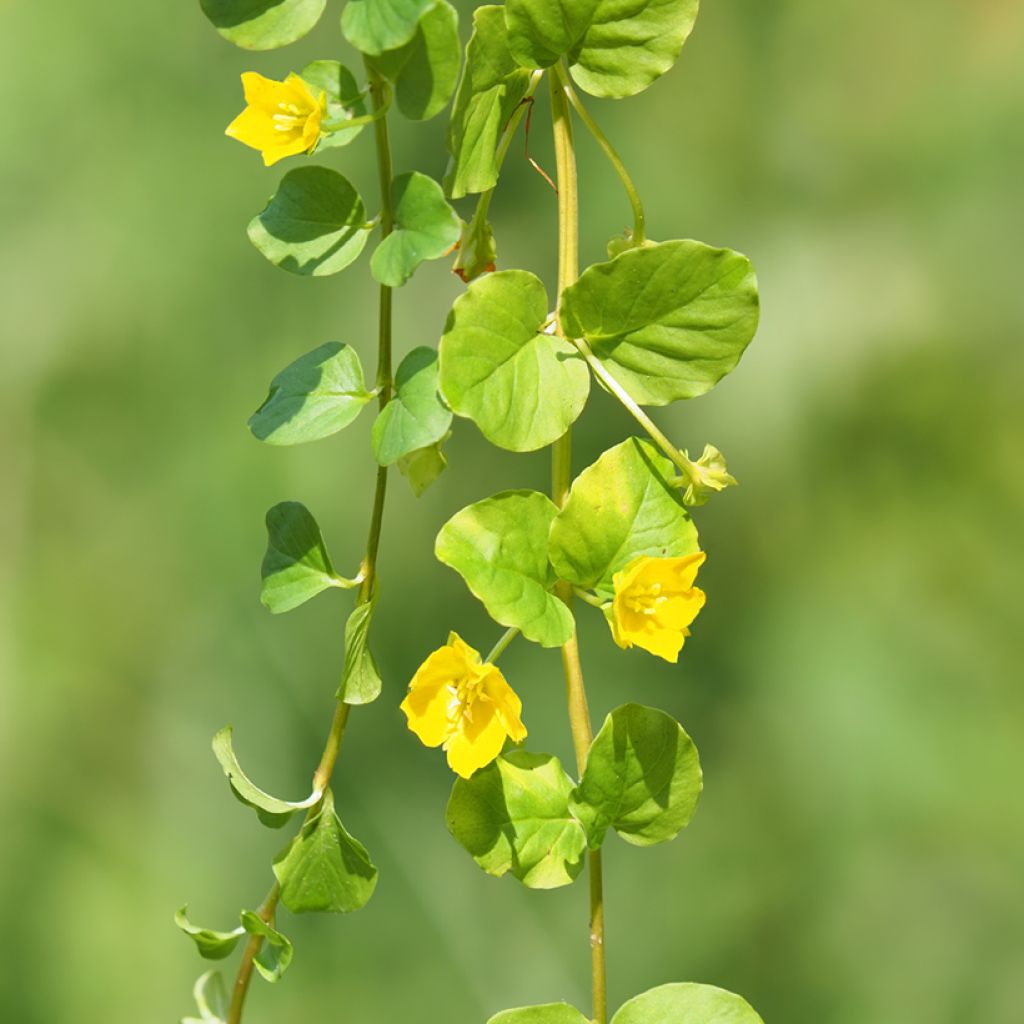 Lysimachia nummularia - Herbe aux écus