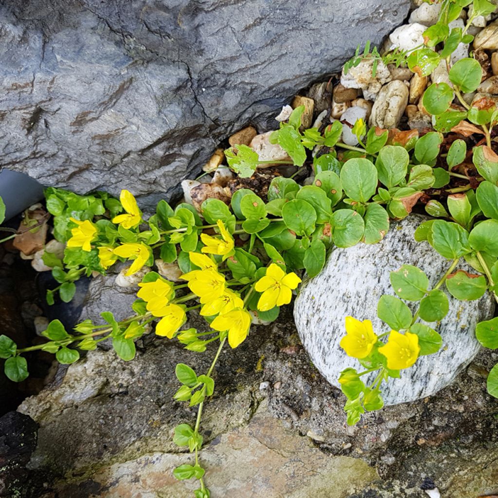 Lysimachia nummularia - Herbe aux écus