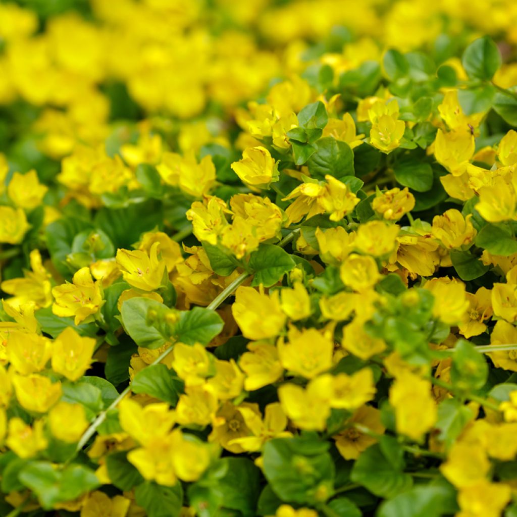 Lysimachia nummularia - Herbe aux écus