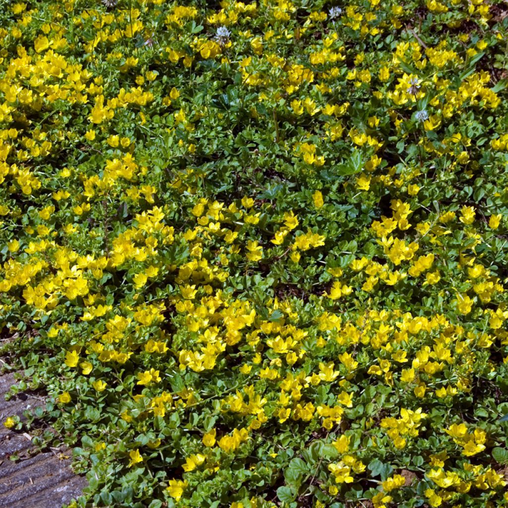 Lysimachia nummularia - Herbe aux écus