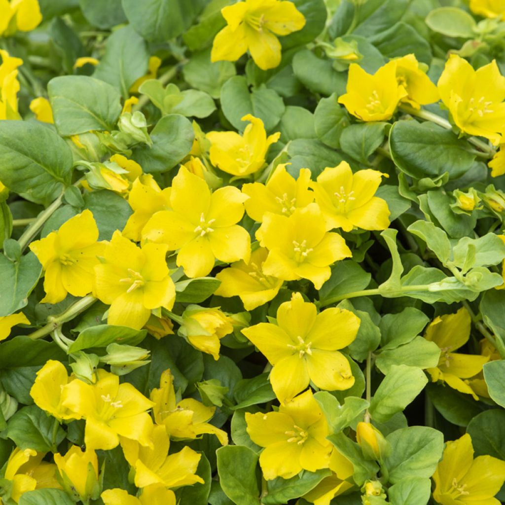 Lysimachia nummularia - Herbe aux écus