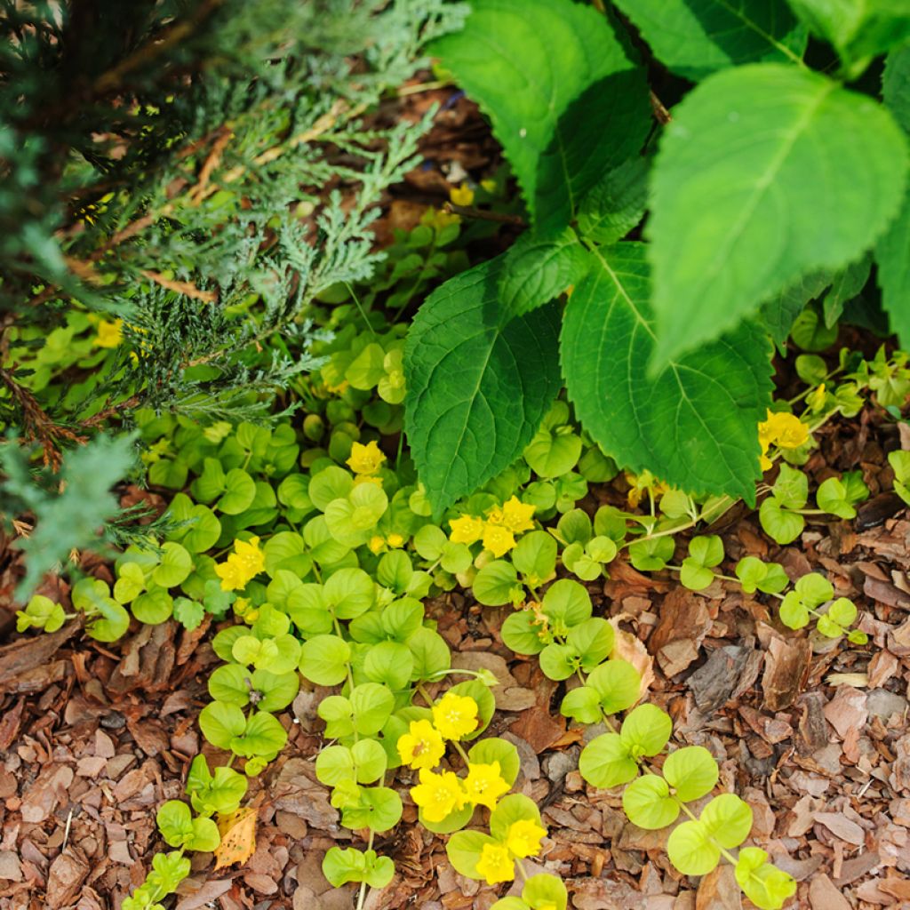 Lysimachia nummularia aurea