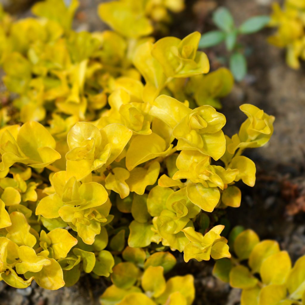 Lysimachia nummularia aurea