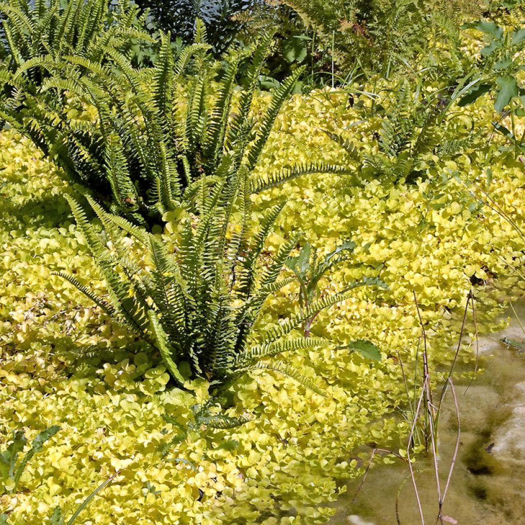 Lysimachia nummularia aurea