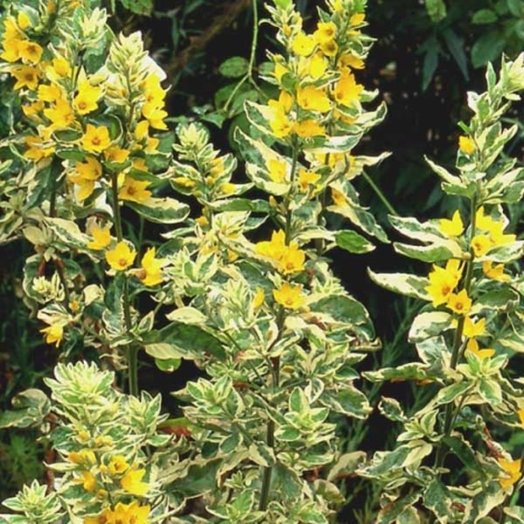 Lysimachia punctata Alexander - Lysimaque panachée