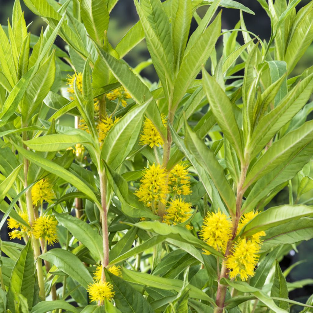 Lysimachia thyrsiflora - Lysimaque à fleurs en thyrse