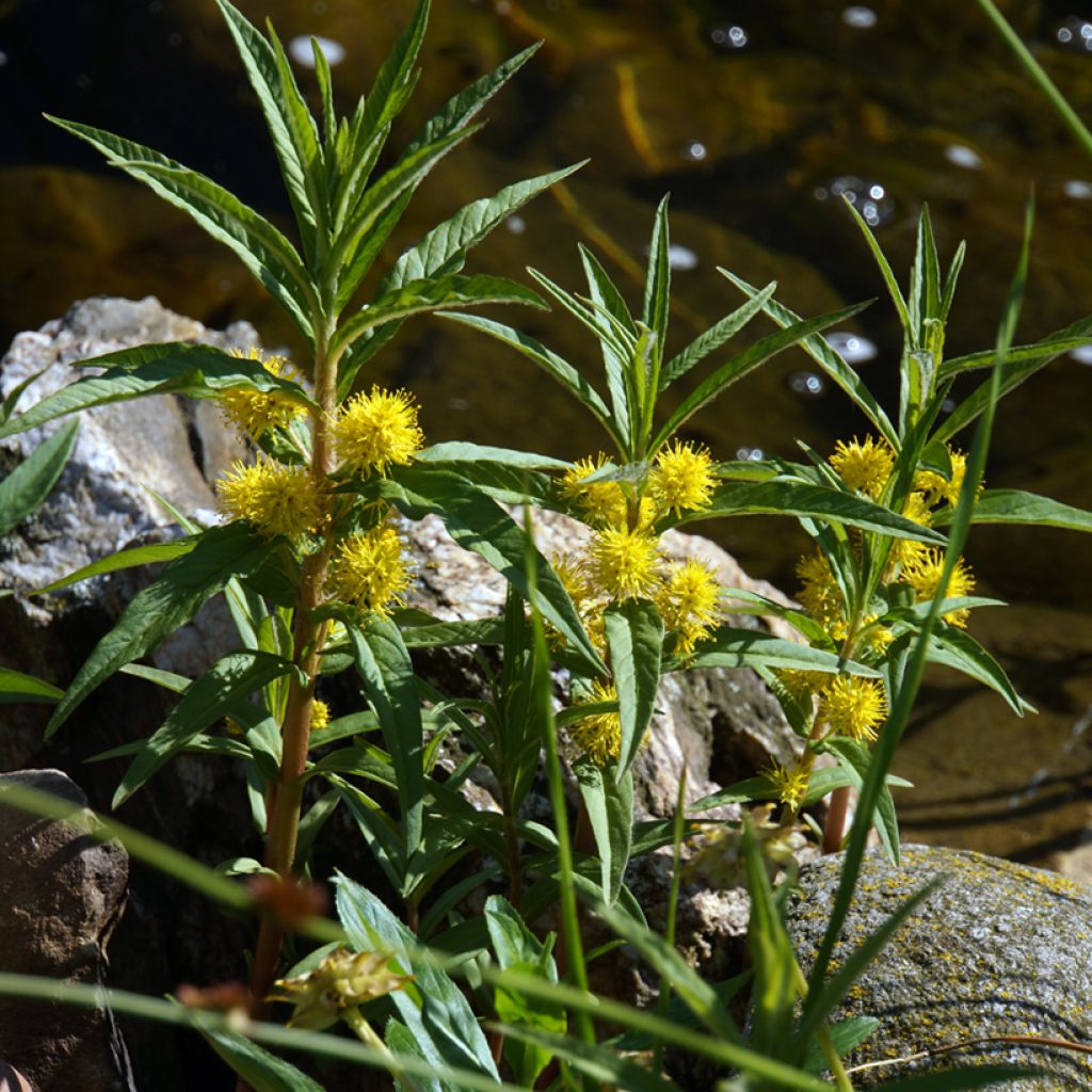 Lysimachia thyrsiflora - Lysimaque à fleurs en thyrse