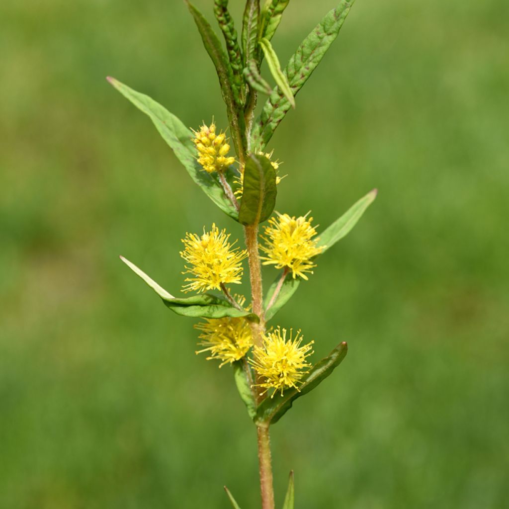 Lysimachia thyrsiflora - Lysimaque à fleurs en thyrse