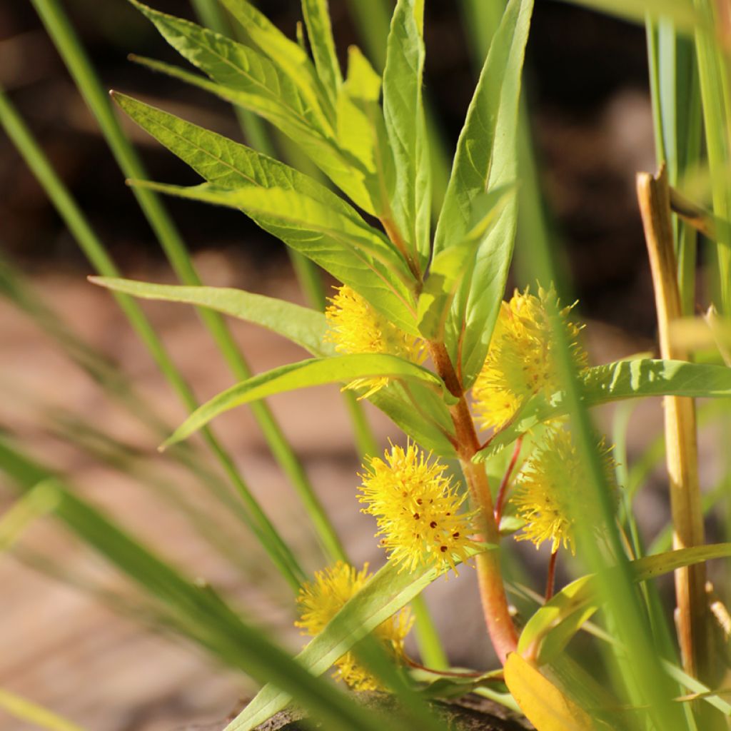 Lysimachia thyrsiflora - Lysimaque à fleurs en thyrse