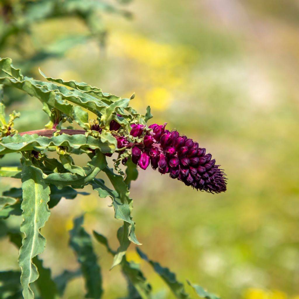 Lysimaque pourpre - Lysimachia atropurpurea Beaujolais