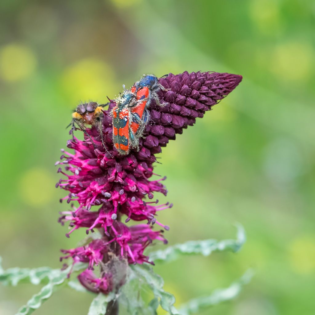 Lysimaque pourpre - Lysimachia atropurpurea Beaujolais