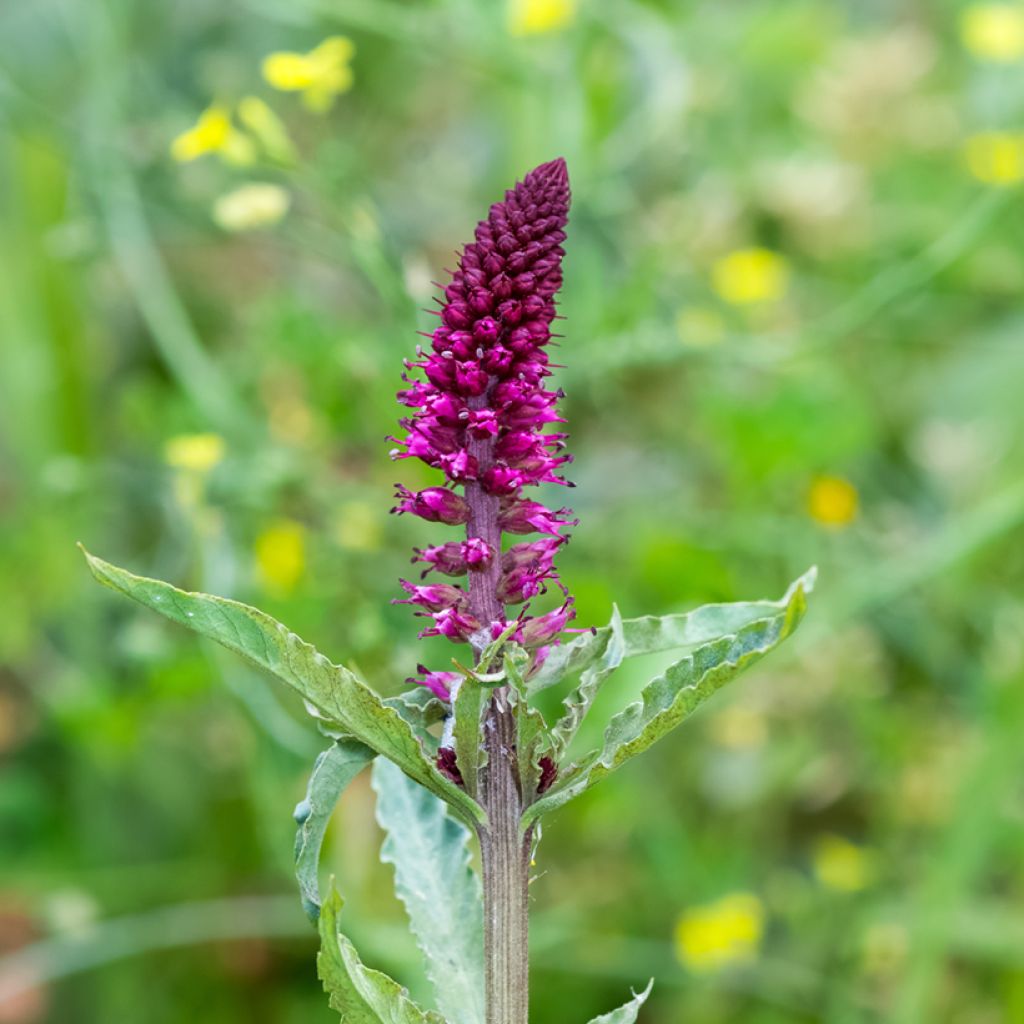 Lysimaque pourpre - Lysimachia atropurpurea Beaujolais