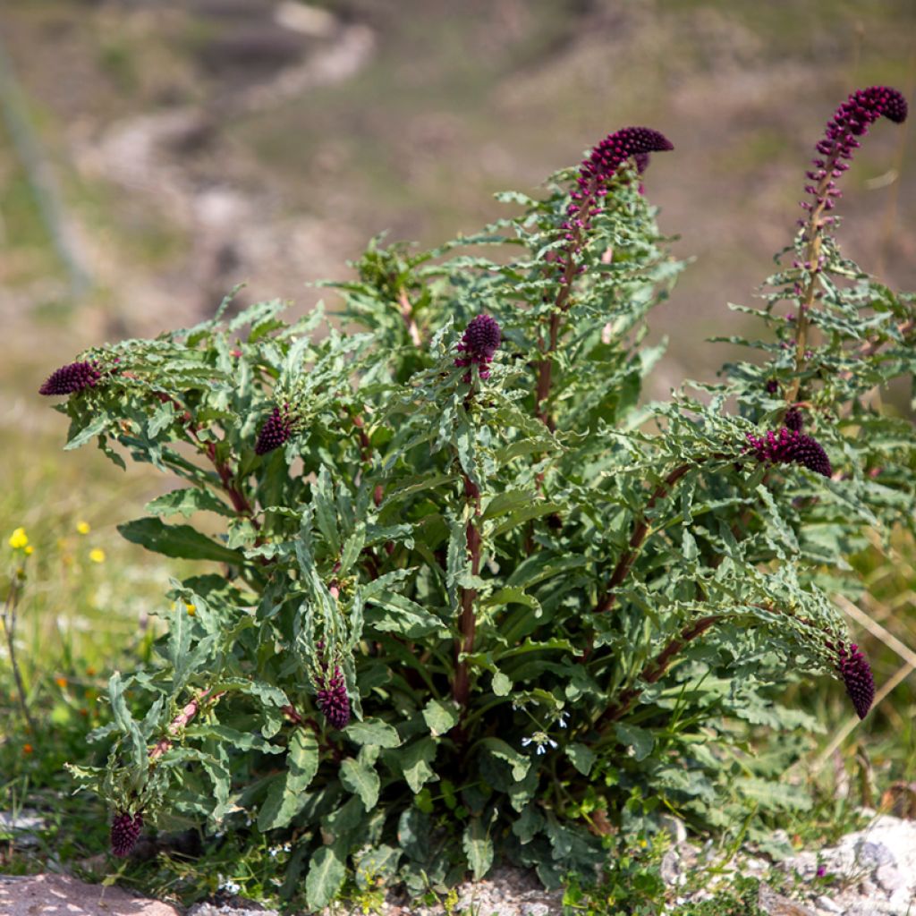 Lysimaque pourpre - Lysimachia atropurpurea Beaujolais