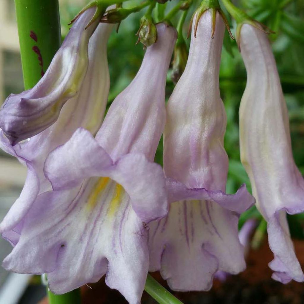 Lysionotus pauciflorus