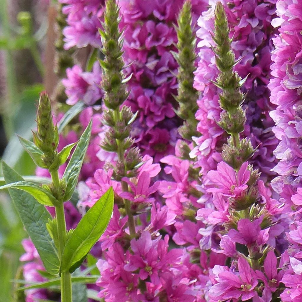 Lythrum salicaria Robert - Salicaire commune