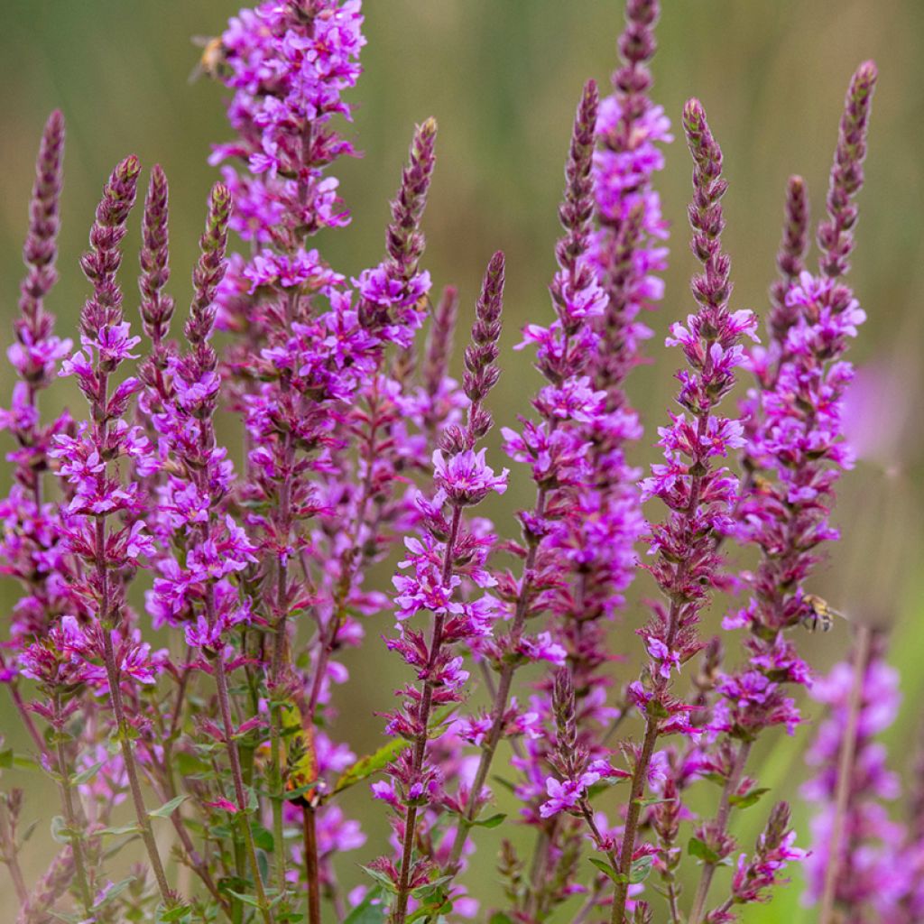 Lythrum salicaria - Salicaire