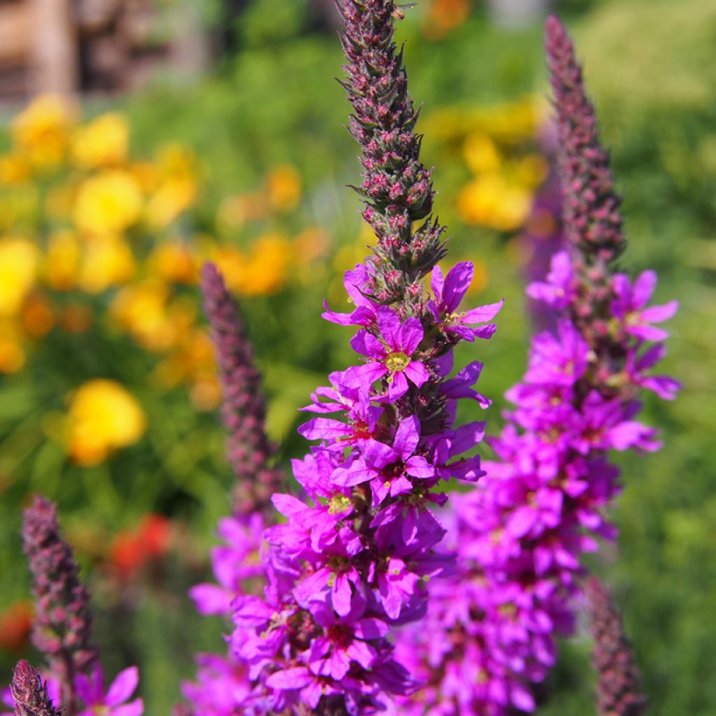 Lythrum salicaria - Salicaire