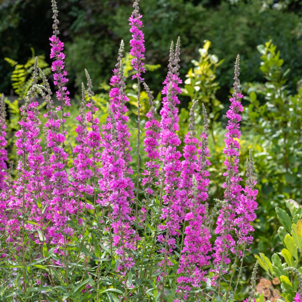 Lythrum salicaria - Salicaire