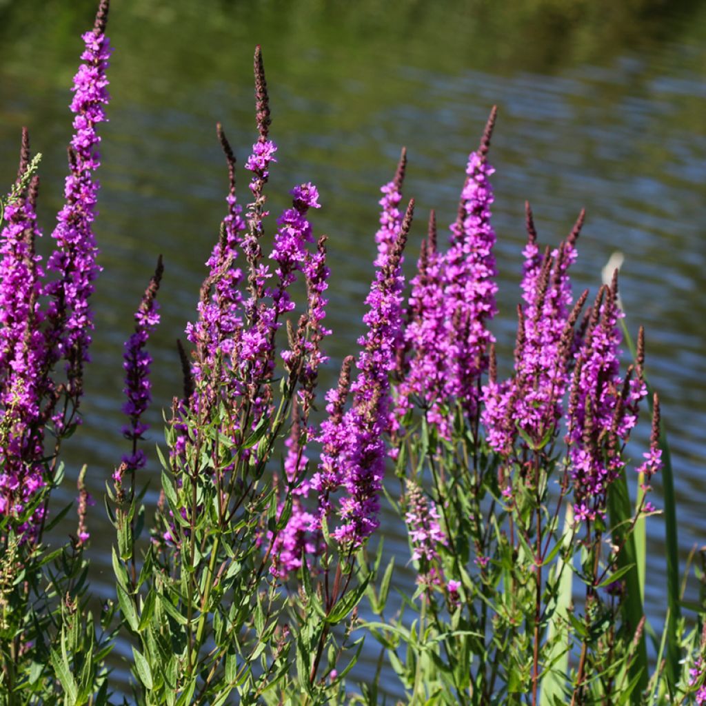 Lythrum salicaria - Salicaire