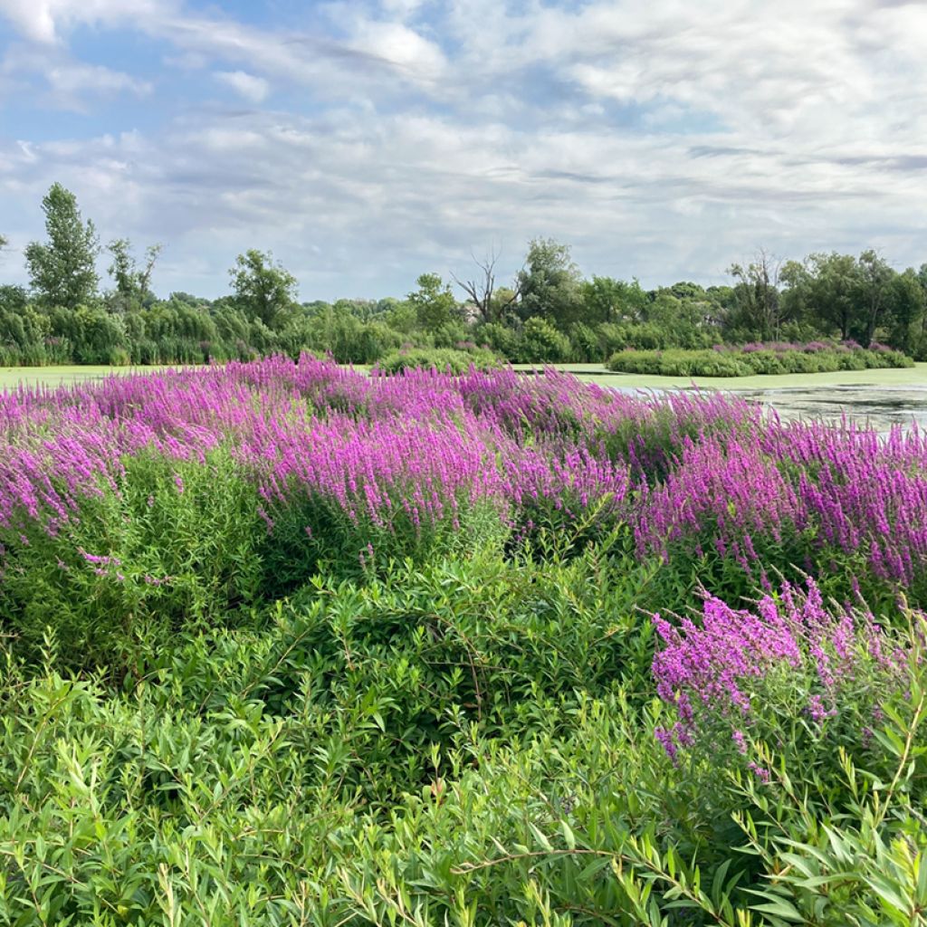 Lythrum salicaria - Salicaire