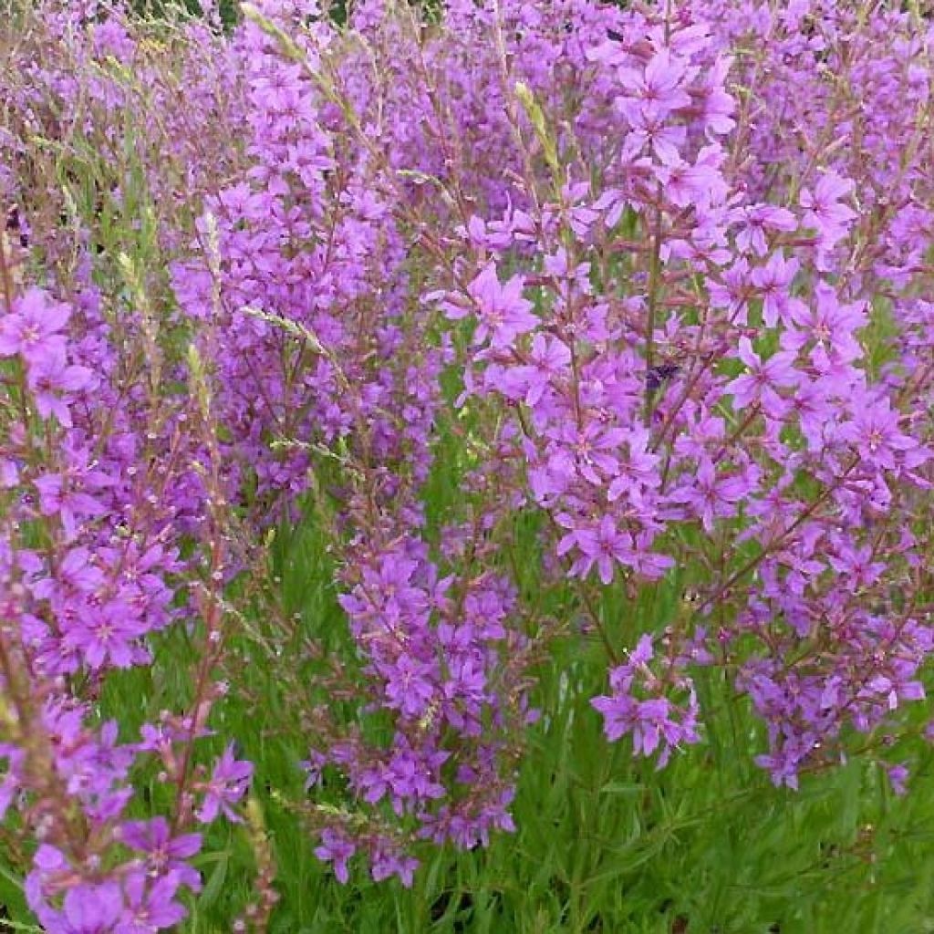 Lythrum salicaria Swirl - Salicaire commune Swirl