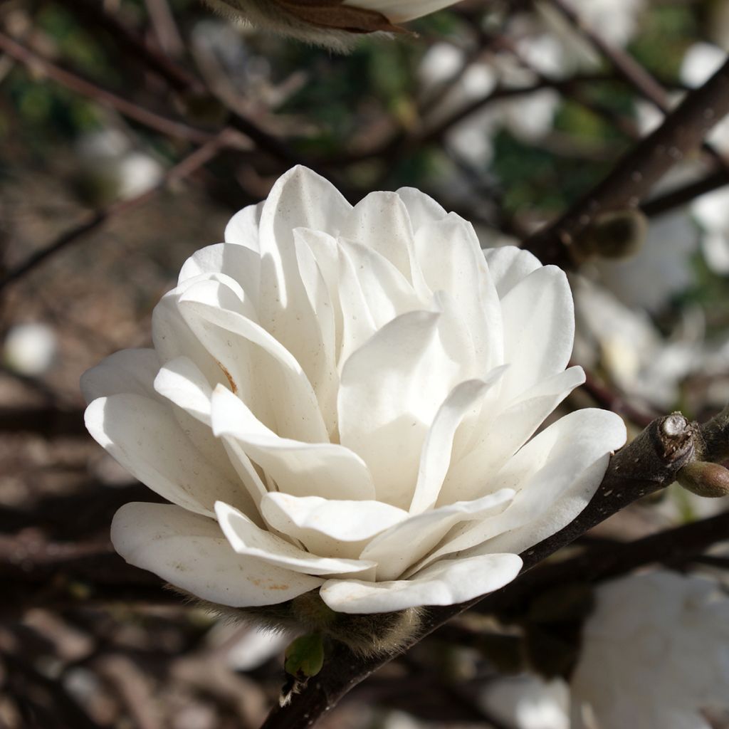 Magnolia loebneri Mags Pirouette