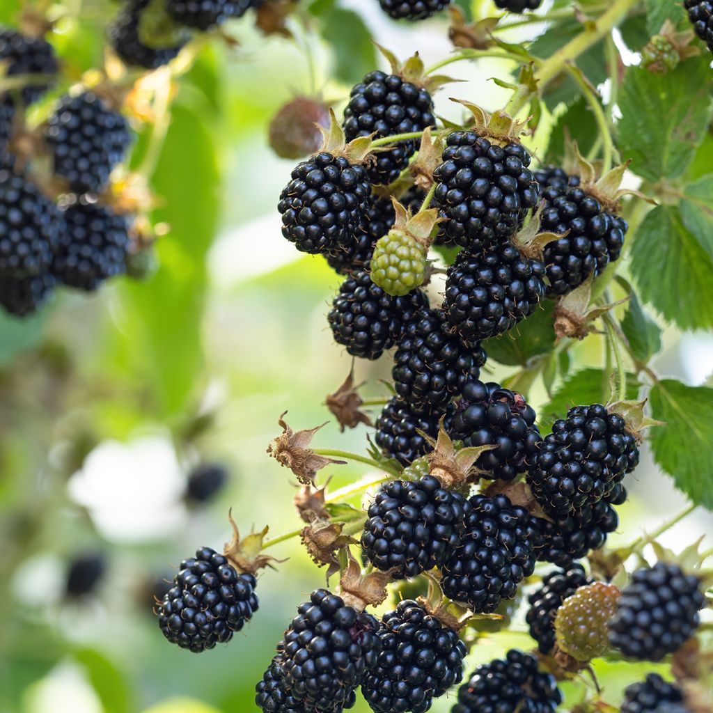 Mûre sans épines Loch Maree - Rubus fruticosus 