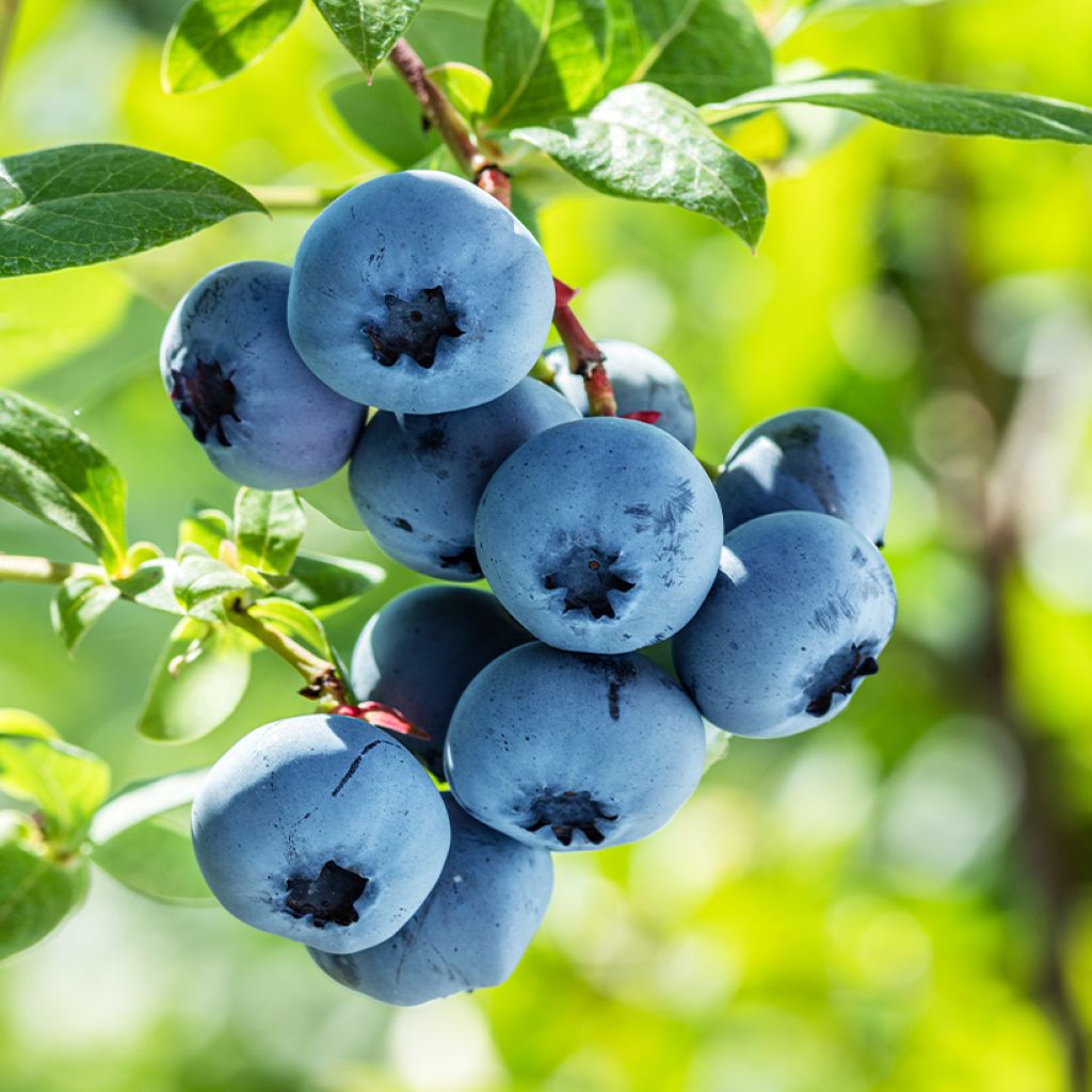 Myrtillier Blues Brothers - Vaccinium corymbosum